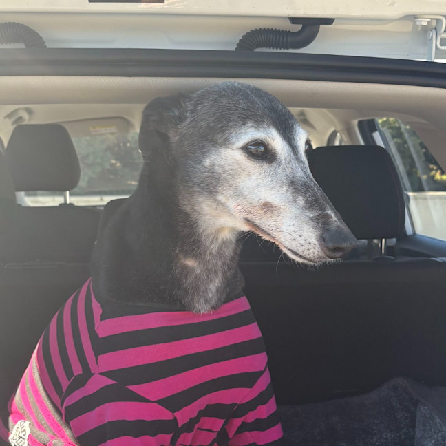 Photo of Lucy Lou The Greyhound