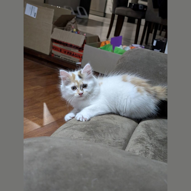 Photo of Lucy (Was Strudel)