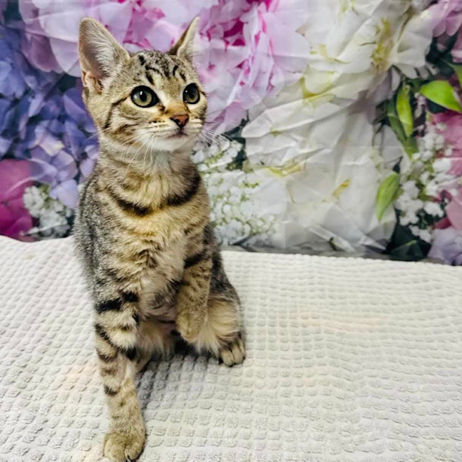 Photo of Priscilla   Located In Ashburton