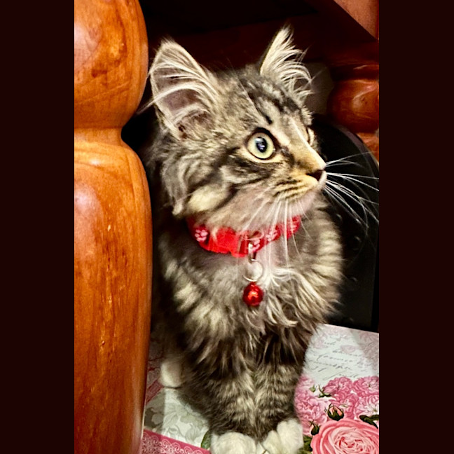Photo of Koda Sim