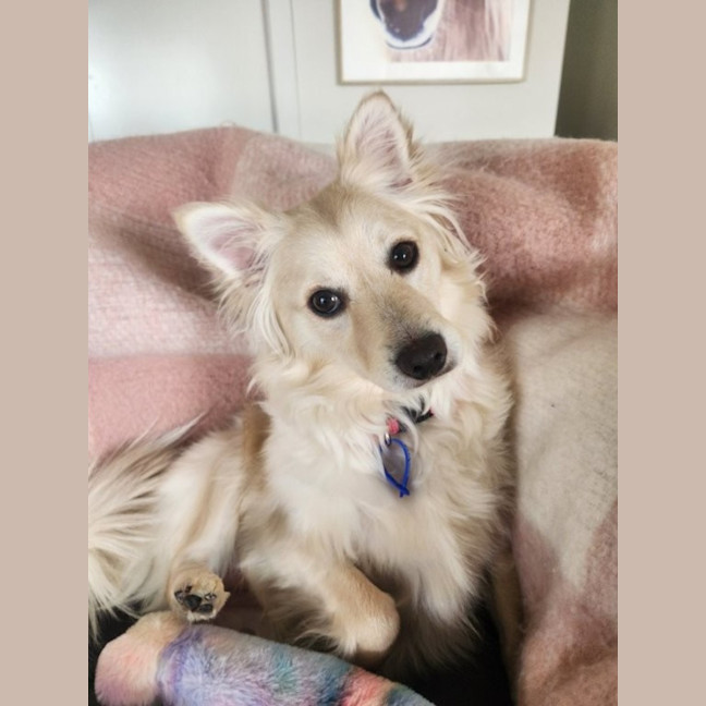 Photo of Rain   1.5 Year Old Pomeranian