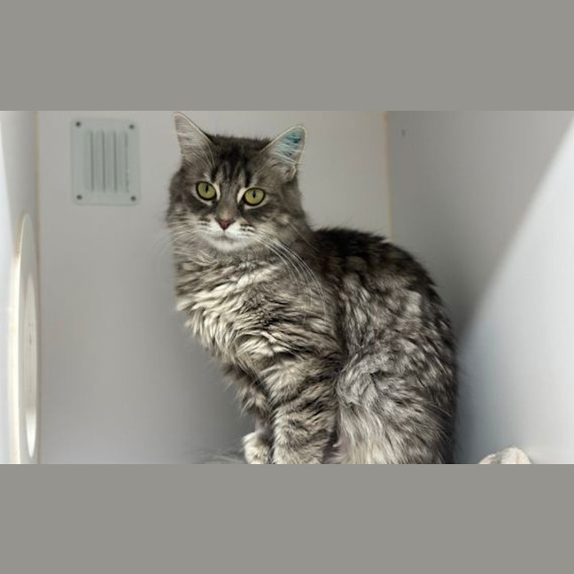 Photo of Oreo