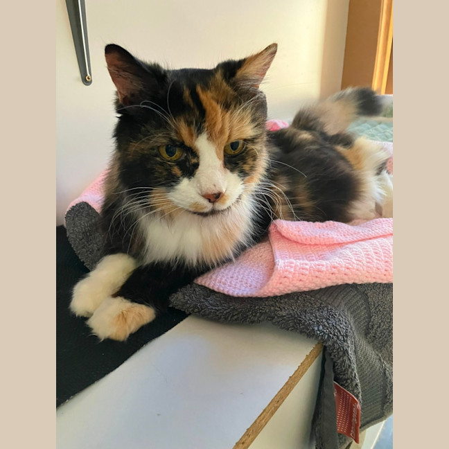 Photo of Jasmine