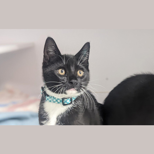Photo of Milo