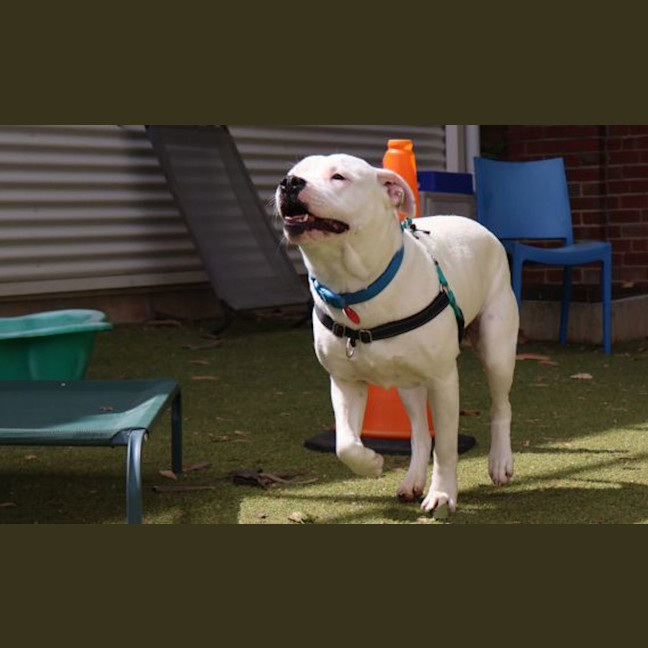 Photo of Posey