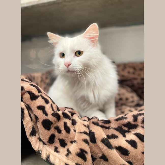 Photo of Ghost