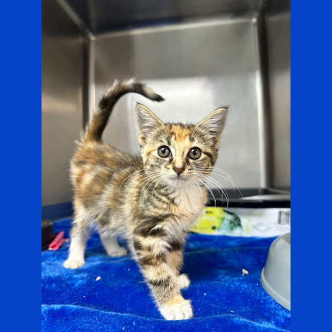 Photo of Sweet Pea