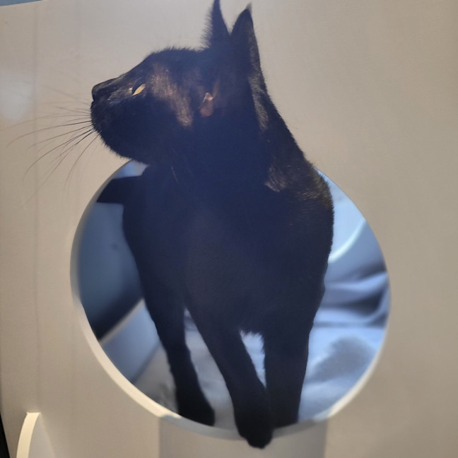 Photo of Raven