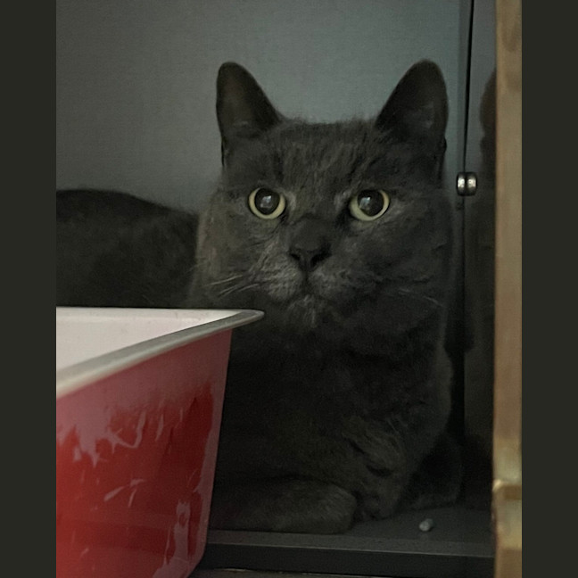 Photo of Smokey