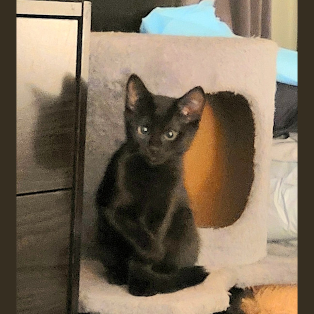Photo of Twinkle Moo
