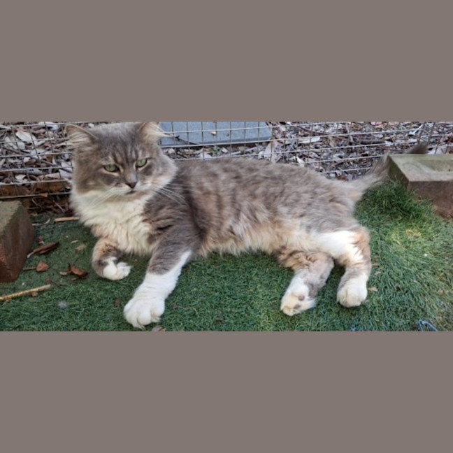 Photo of Mishka