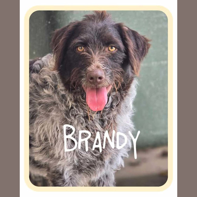 Photo of Brandy