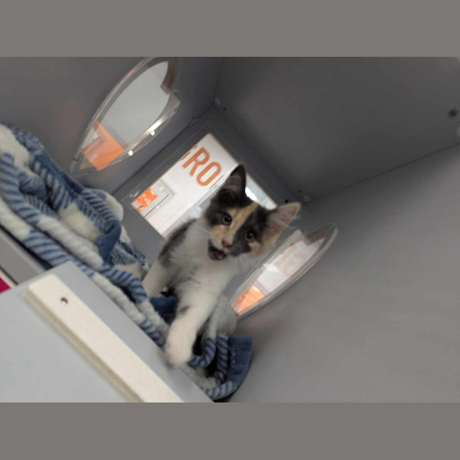 Photo of Betty Rubble 