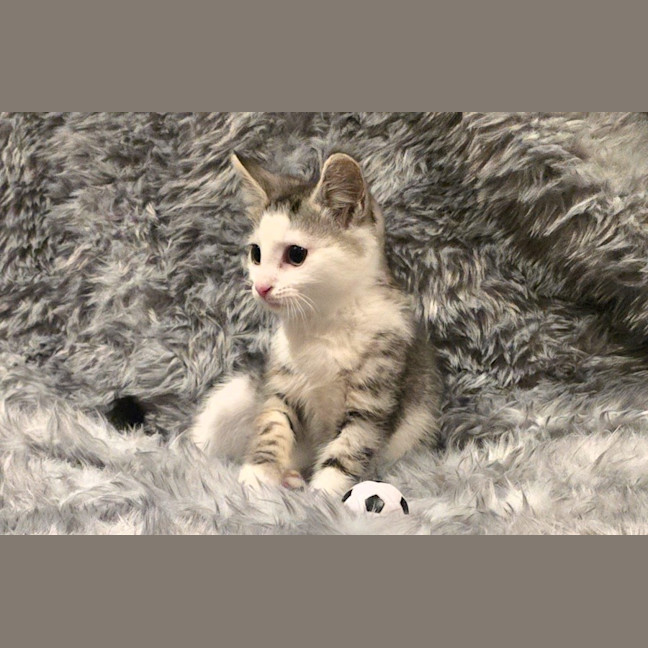 Photo of Moxie
