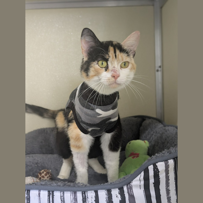 Photo of 🎀 Lucinda 6643 🎀