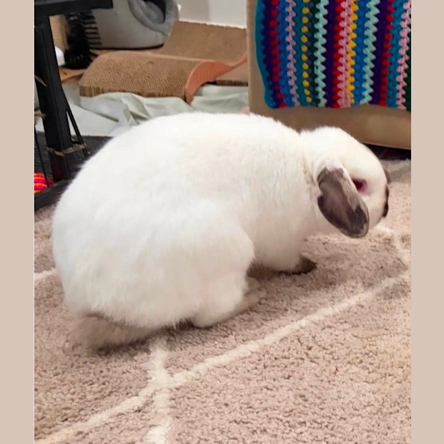 Photo of Binki