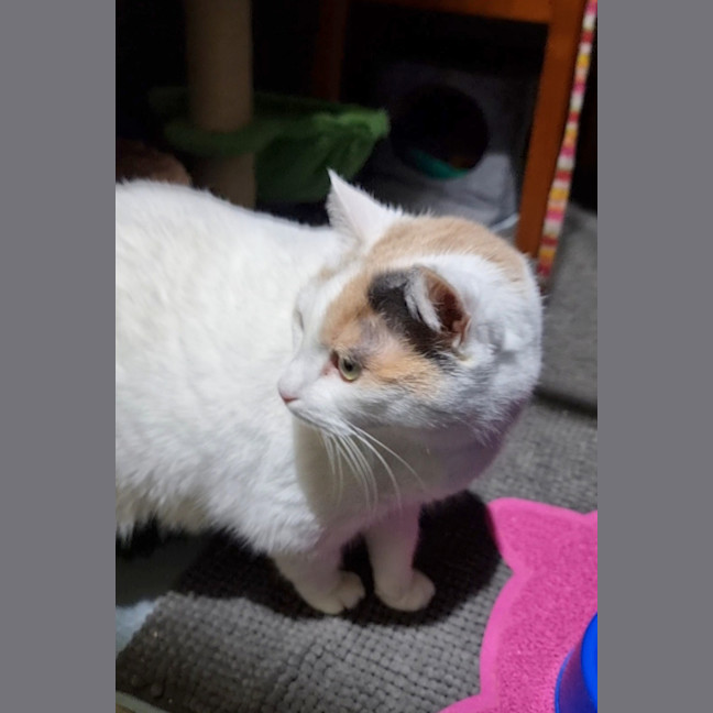 Photo of Little Puss