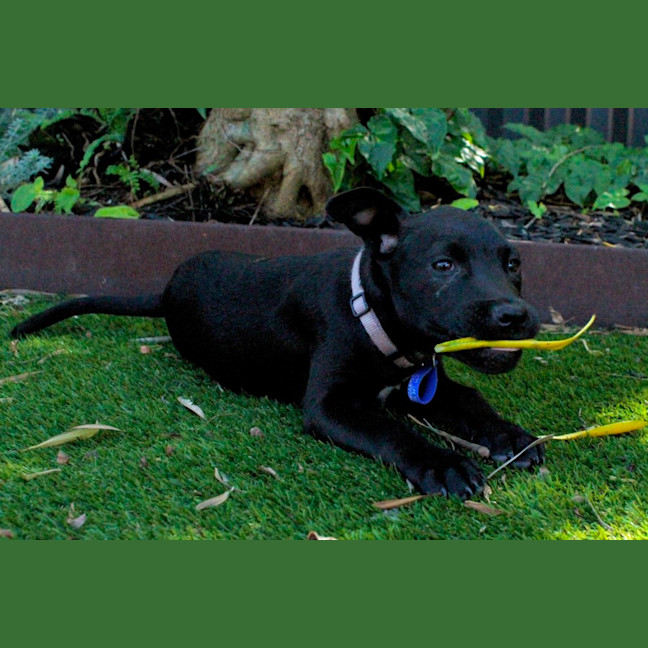 Photo of Cleo   14 Week Old Cattle Dog X Staffy