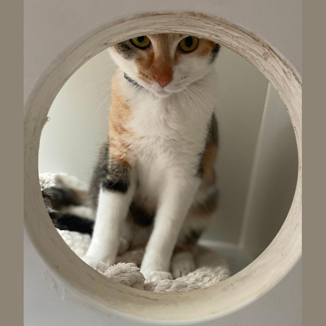 Photo of Gucci (60039)