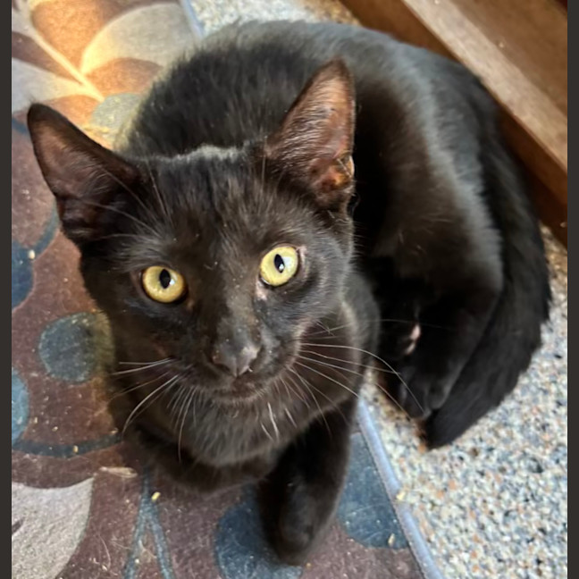 Photo of Emine Aka "Babybat"