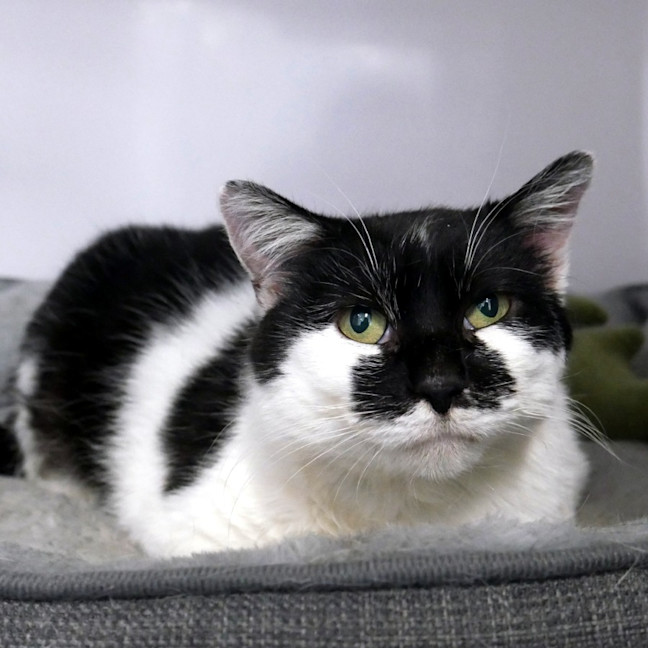 Photo of Pepper Sta013965