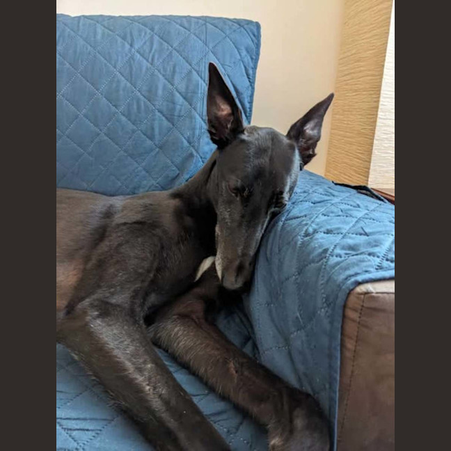 Photo of Blakey, The Greyhound