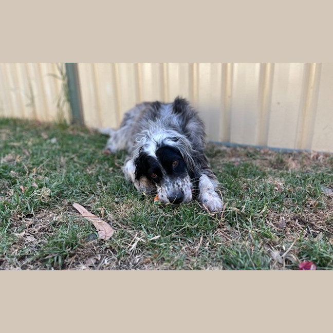 Photo of Pippa