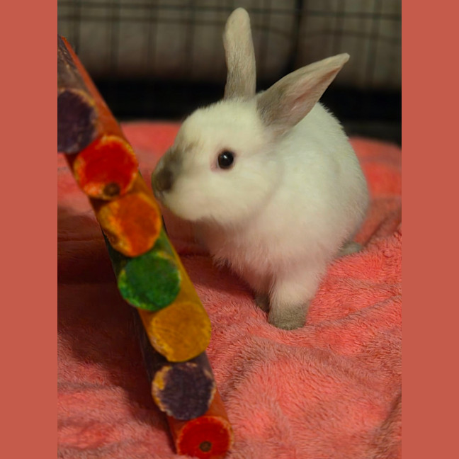 Photo of Kimchi & Kimmy