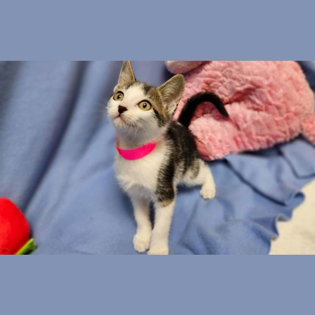 Photo of Stripe