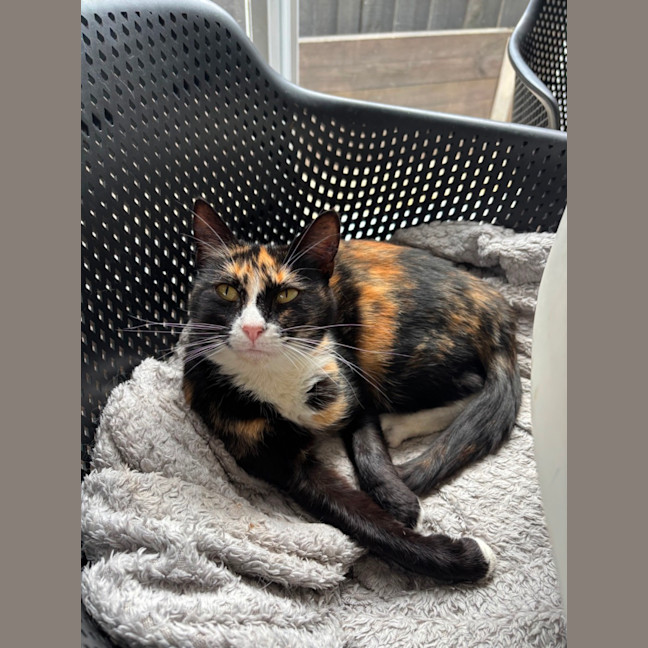 Photo of Presley
