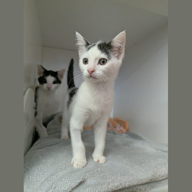 Photo of Blade And Eliza