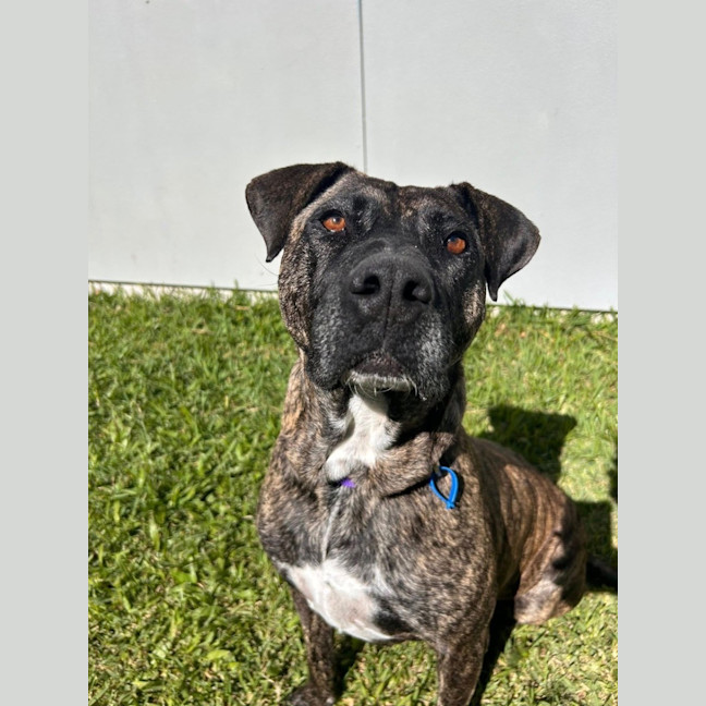Photo of Brynn *$350 Adoption Fee*