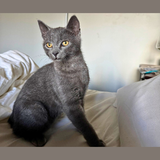 Photo of Whisky