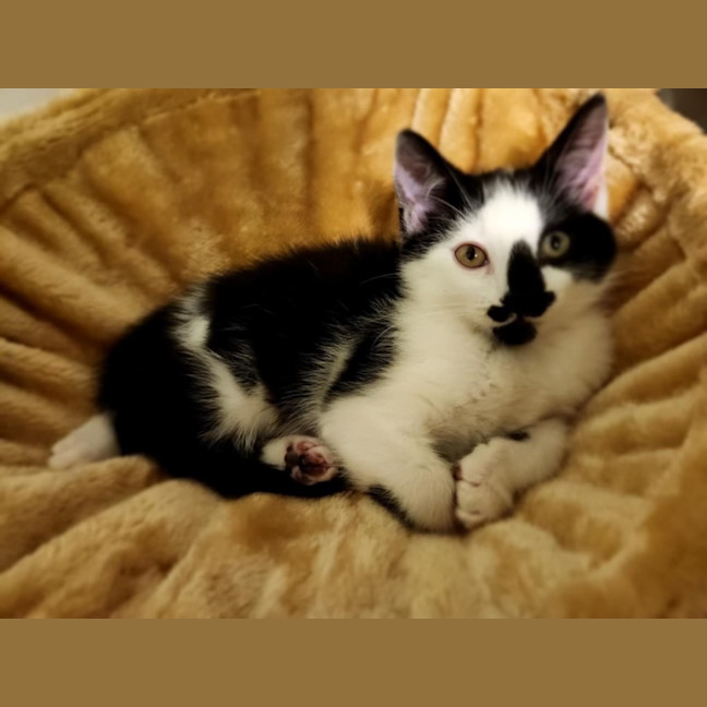 Photo of Hallie (Jalapeño)