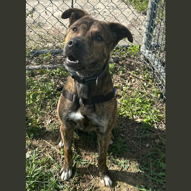 Photo of Atlas