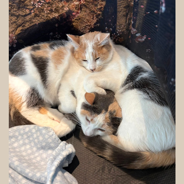 Photo of Willow
