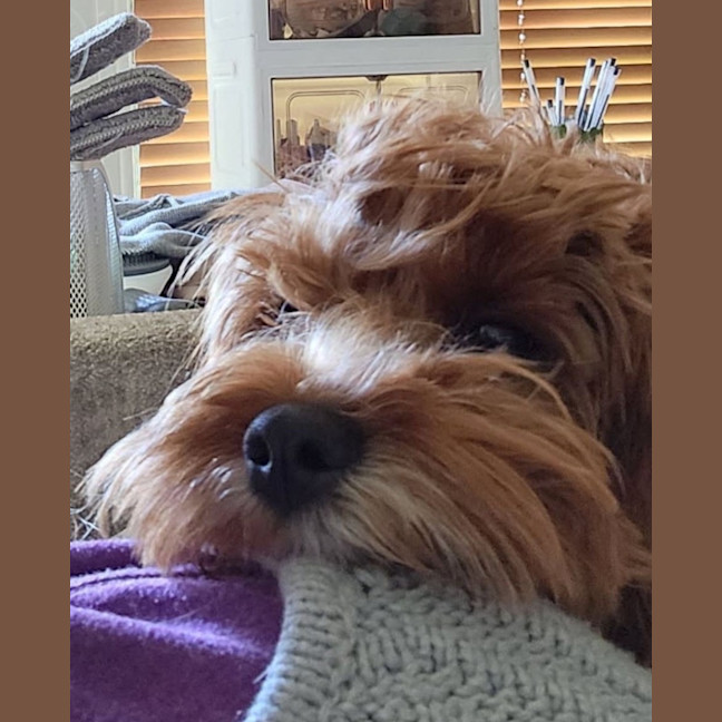 Photo of Lucy