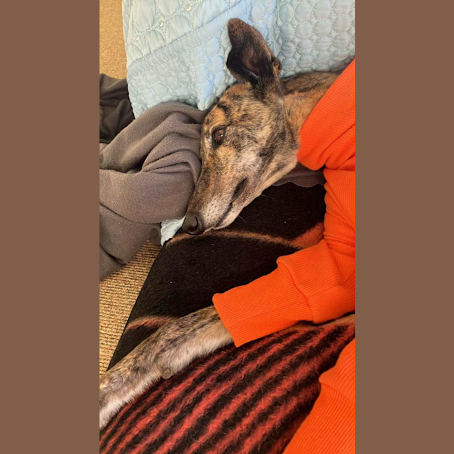 Photo of Candy 🍭   The Greyhound