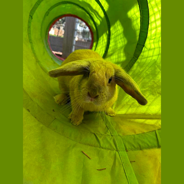 Photo of Acorn