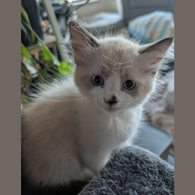Photo of Huckleberry