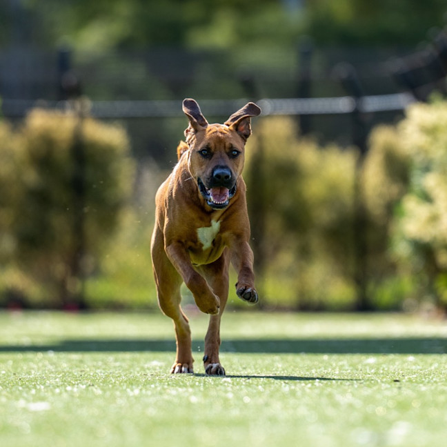 Photo of Miracle Imp 2246