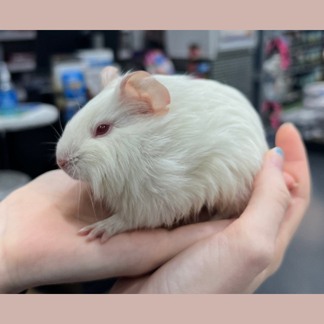 Photo of Pumpkin
