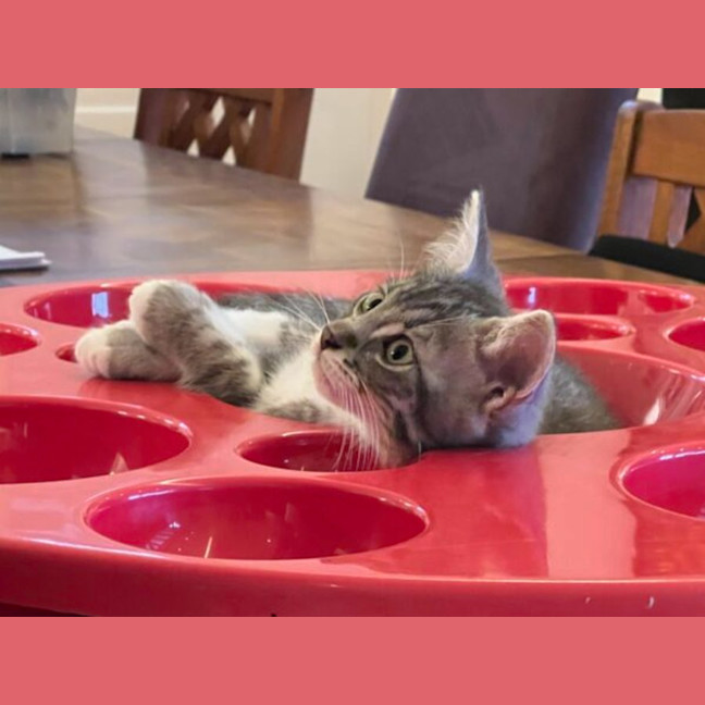 Photo of Ollie And Mowgli