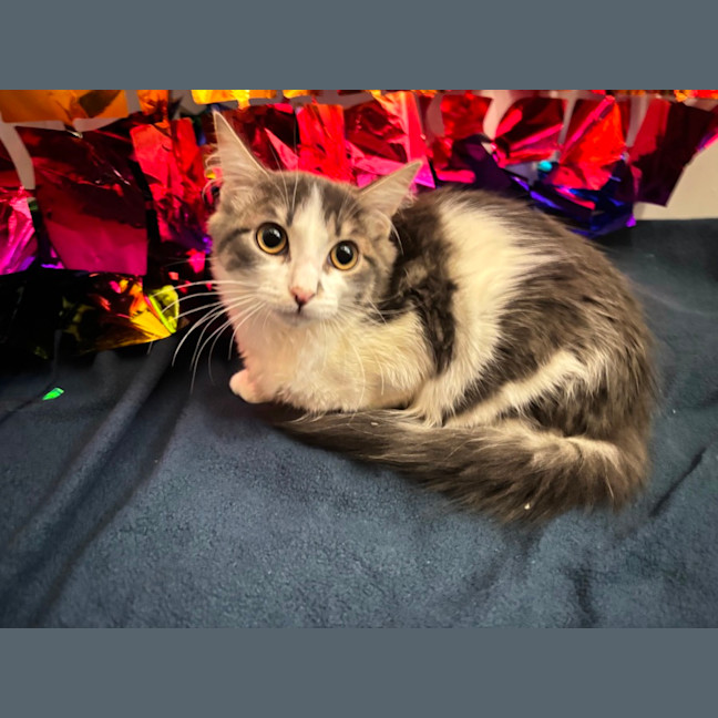 Photo of Quill 