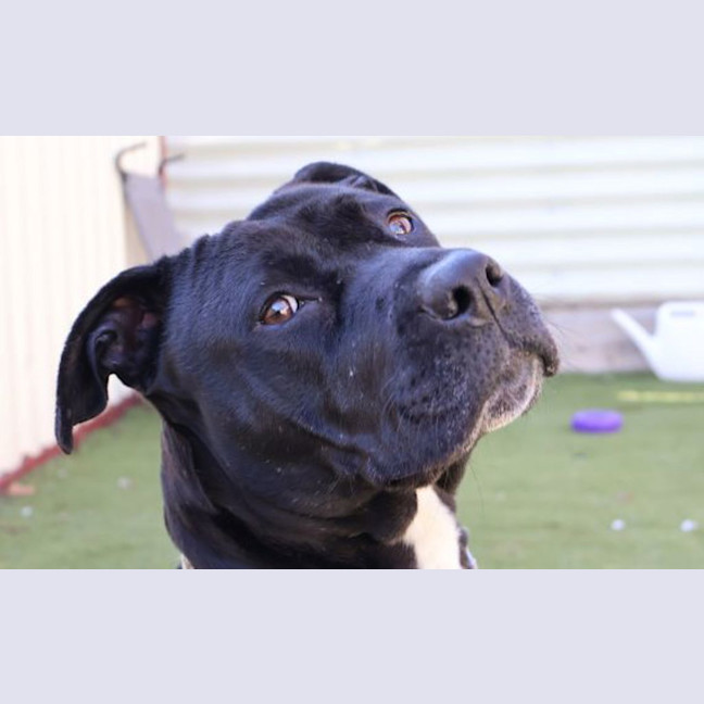 Photo of Gracie