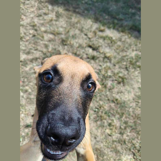 Photo of Scooby