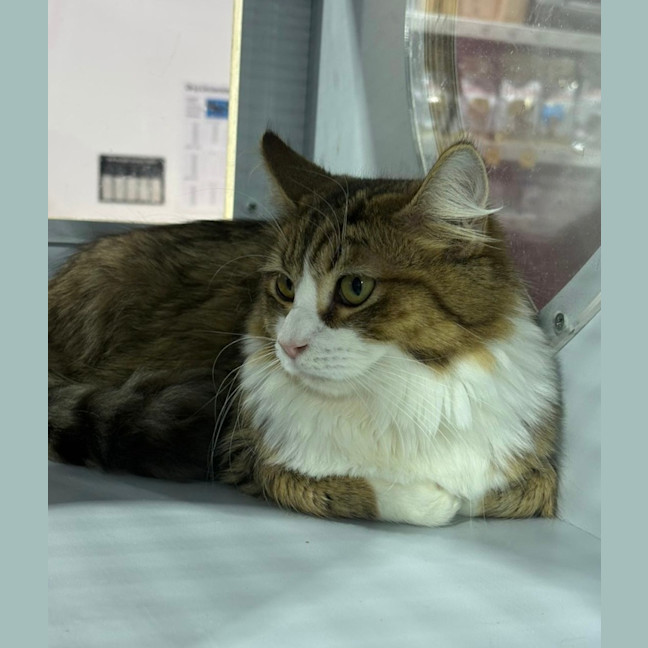 Photo of Wookie