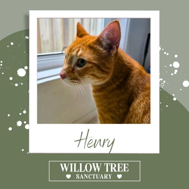 Photo of Henry