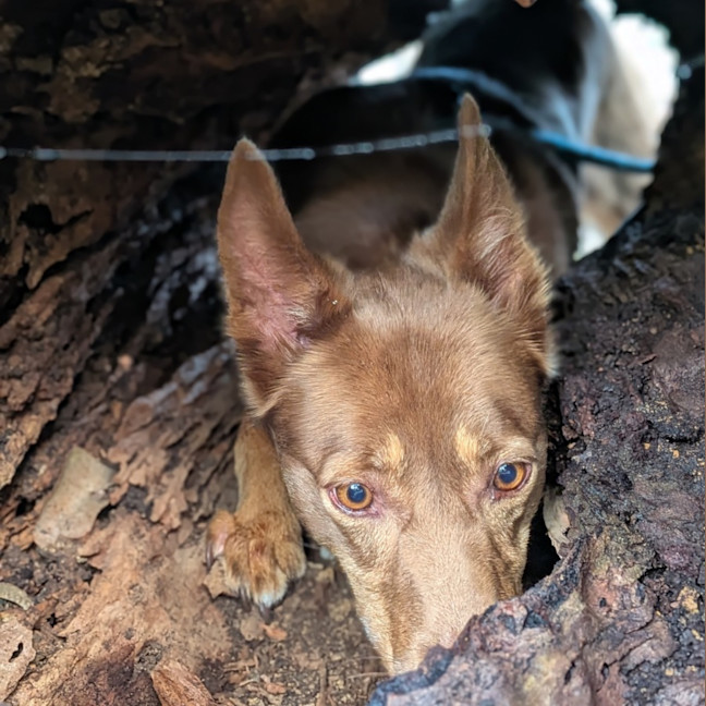 Photo of Fudge