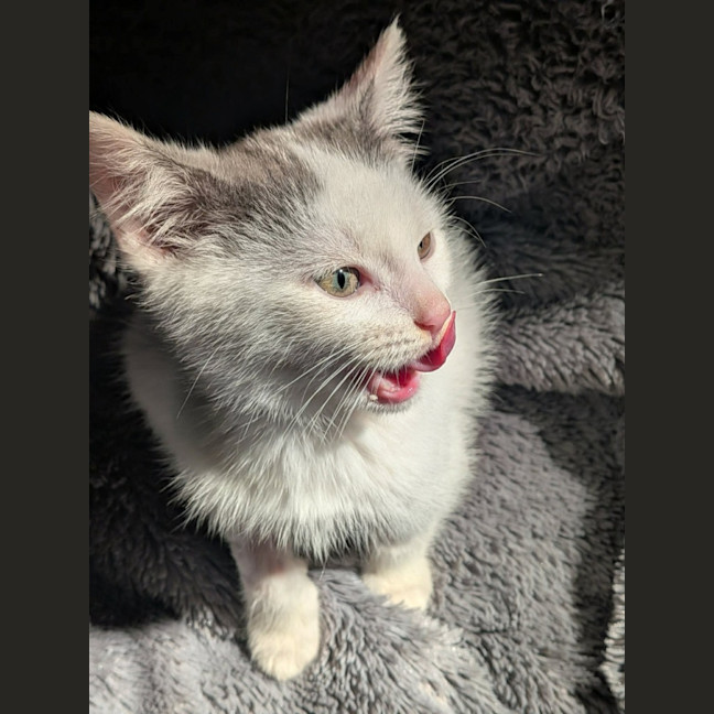 Photo of Grogu   In Foster Care In Ashburton